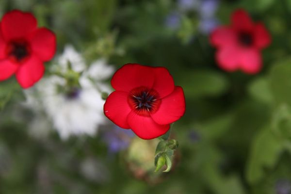 Border- en beplantingstrends voor een natuurlijke tuin