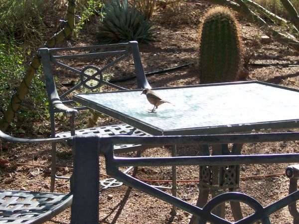 Buitenverlichting: sfeer in de tuin na zonsondergang