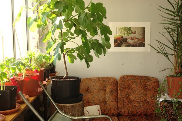 Luchtzuiverende planten voor een frisser huis